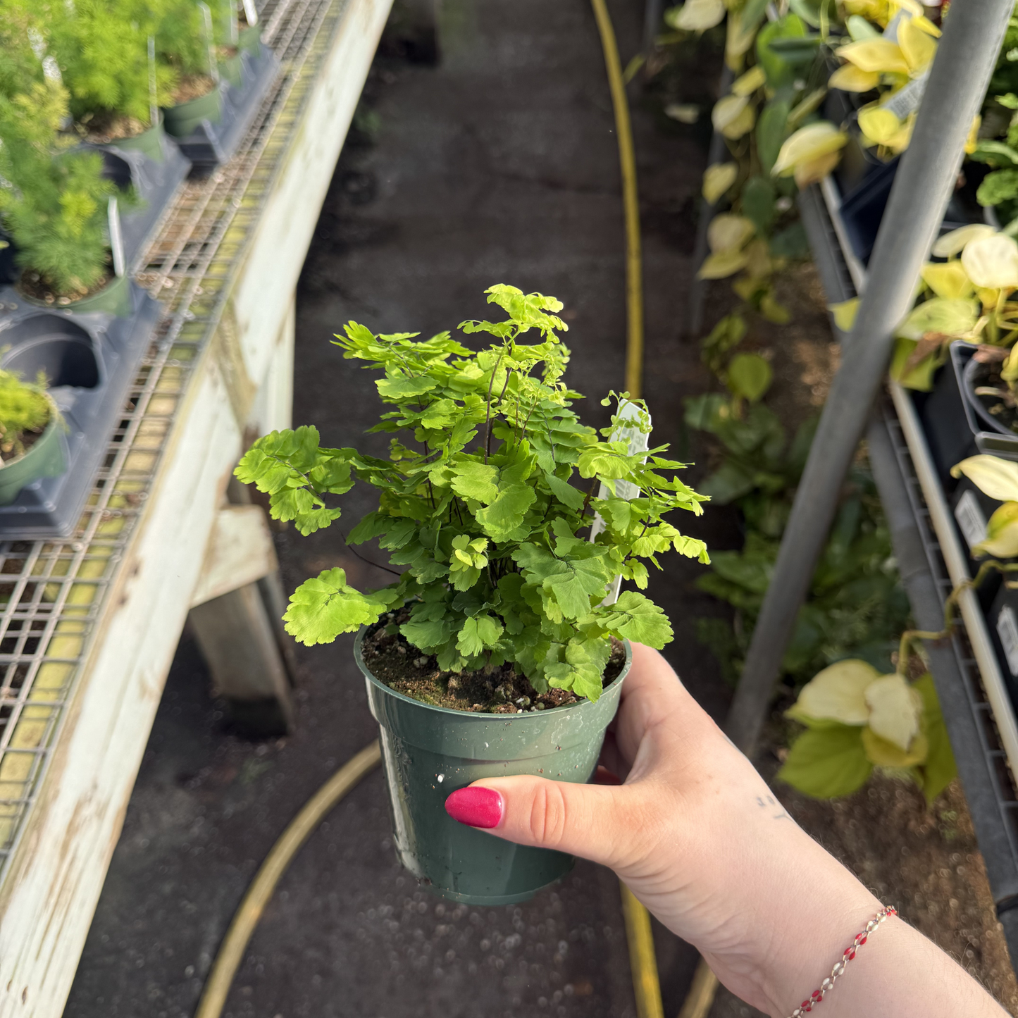 Pacific Maidenhair Fern