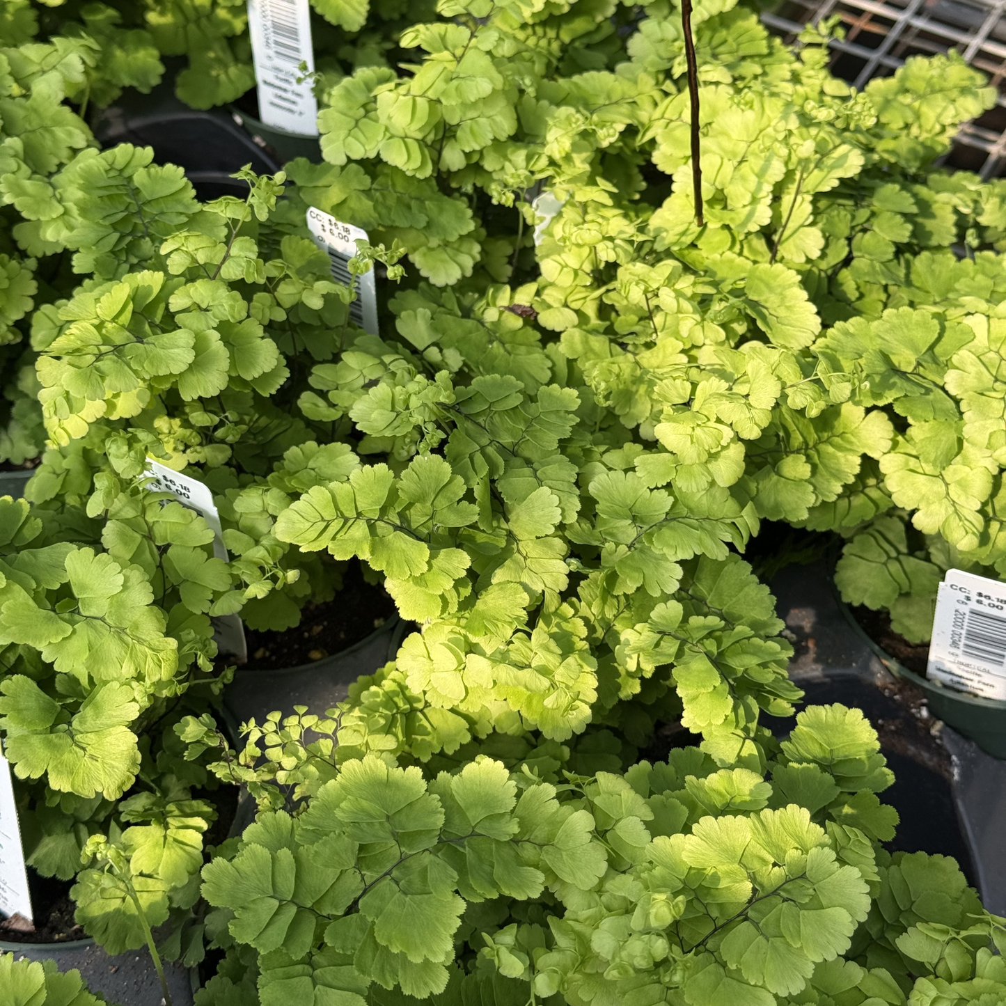Pacific Maidenhair Fern