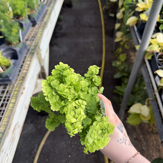 Pacific Maidenhair Fern