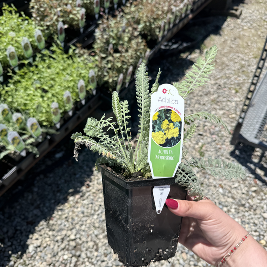 Achillea 'Moonshine'