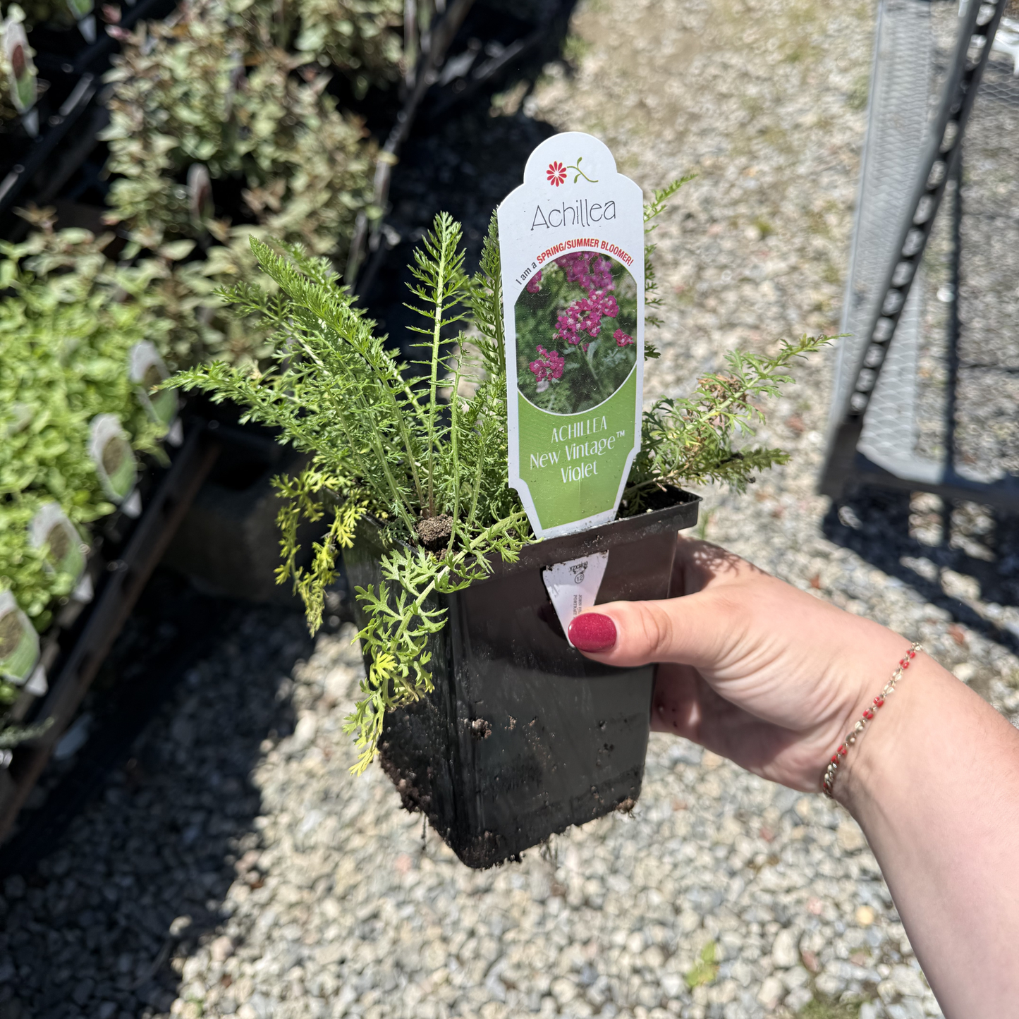 Achillea 'New Vintage Violet'