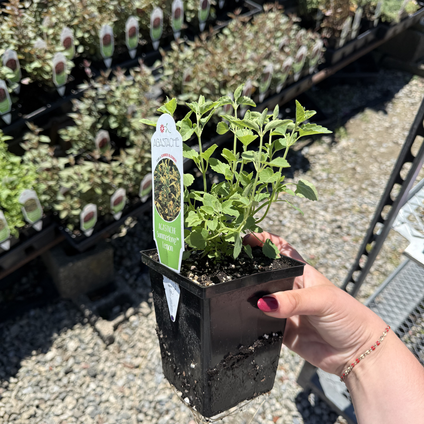 Agastache mexicana 'Summerlong Lemon'