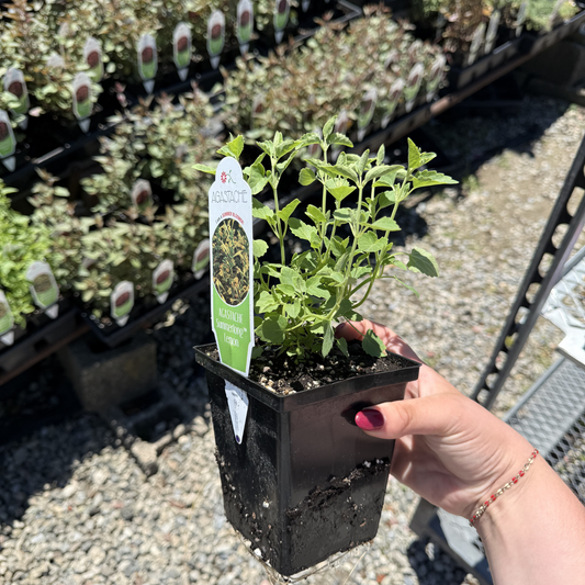 Agastache mexicana 'Summerlong Lemon'