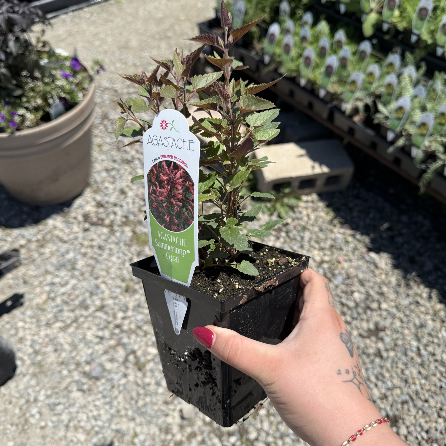 Agastache mexicana 'Summerlong Coral'