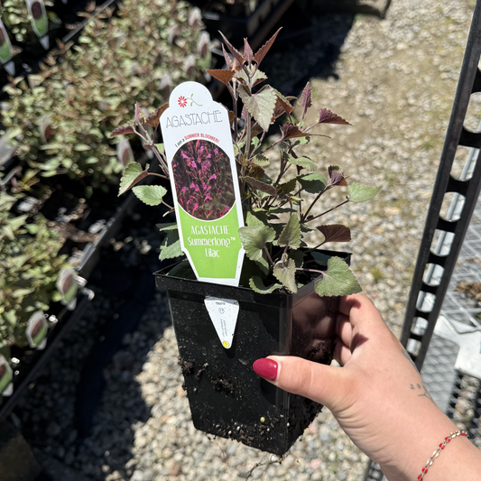 Agastache mexicana 'Summerlong Lilac'