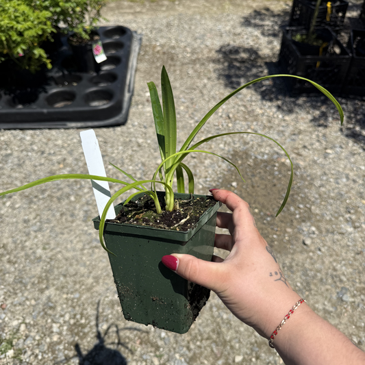 Agapanthus 'Stevie's Wonder'