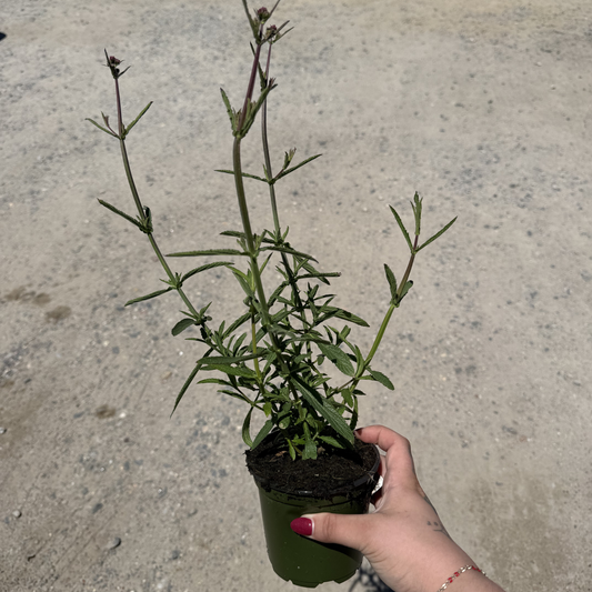 Verbena bonariensis 'Cloud 8'
