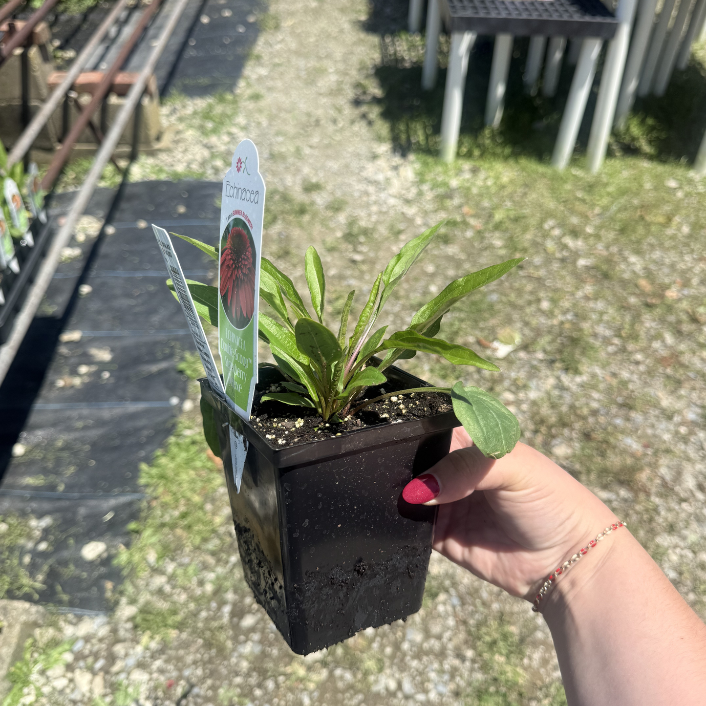Echinacea 'Double Scoop Strawberry Deluxe'