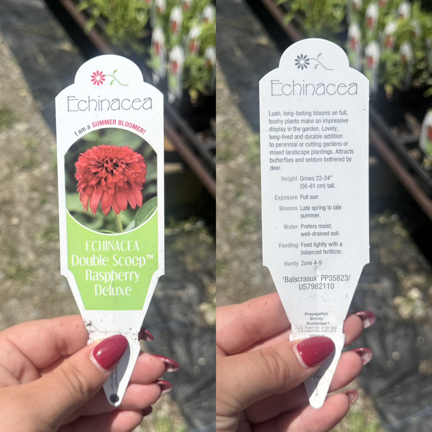 Echinacea 'Double Scoop Raspberry Deluxe'