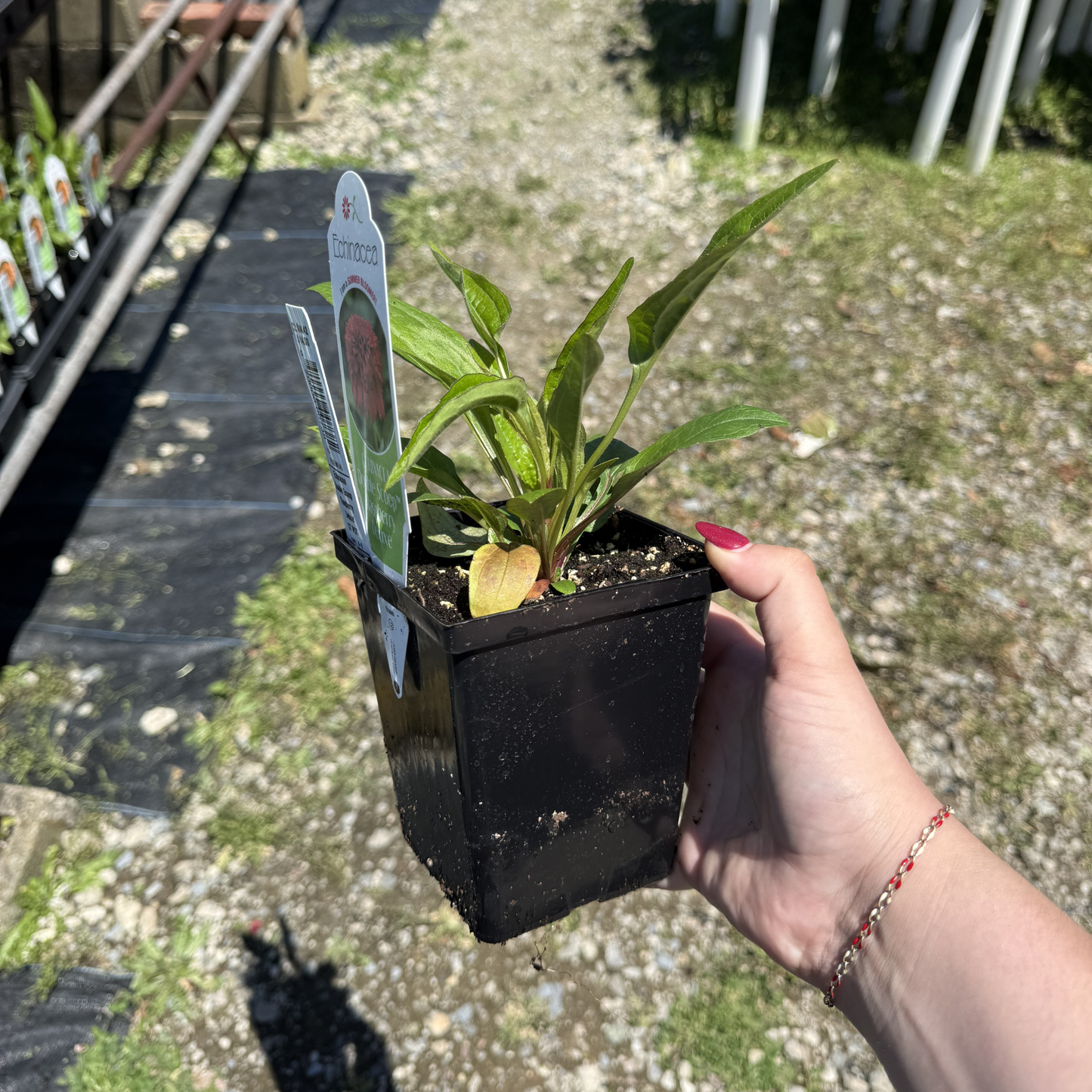 Echinacea 'Double Scoop Raspberry Deluxe'
