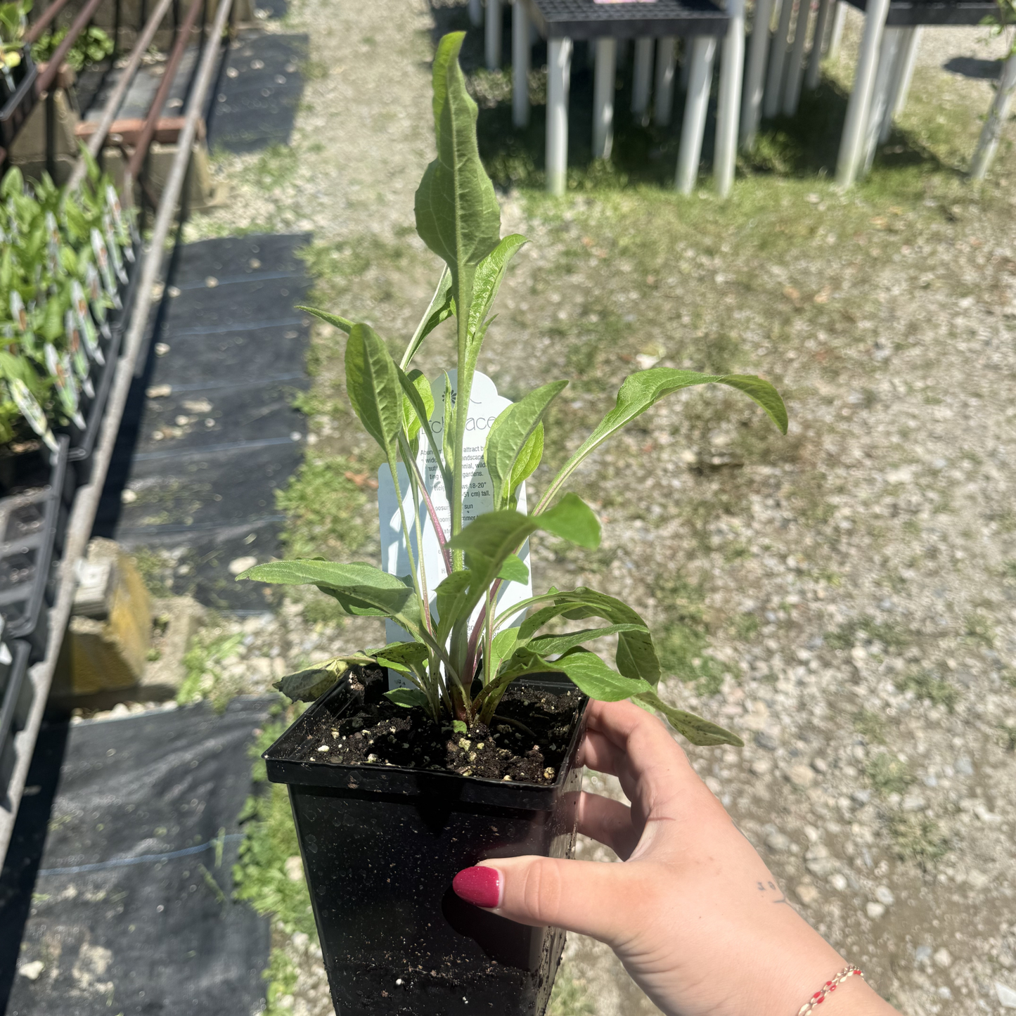 Echinacea 'Sombrero Tres Amigos'