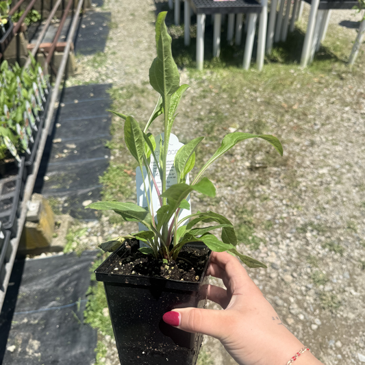 Echinacea 'Sombrero Tres Amigos'