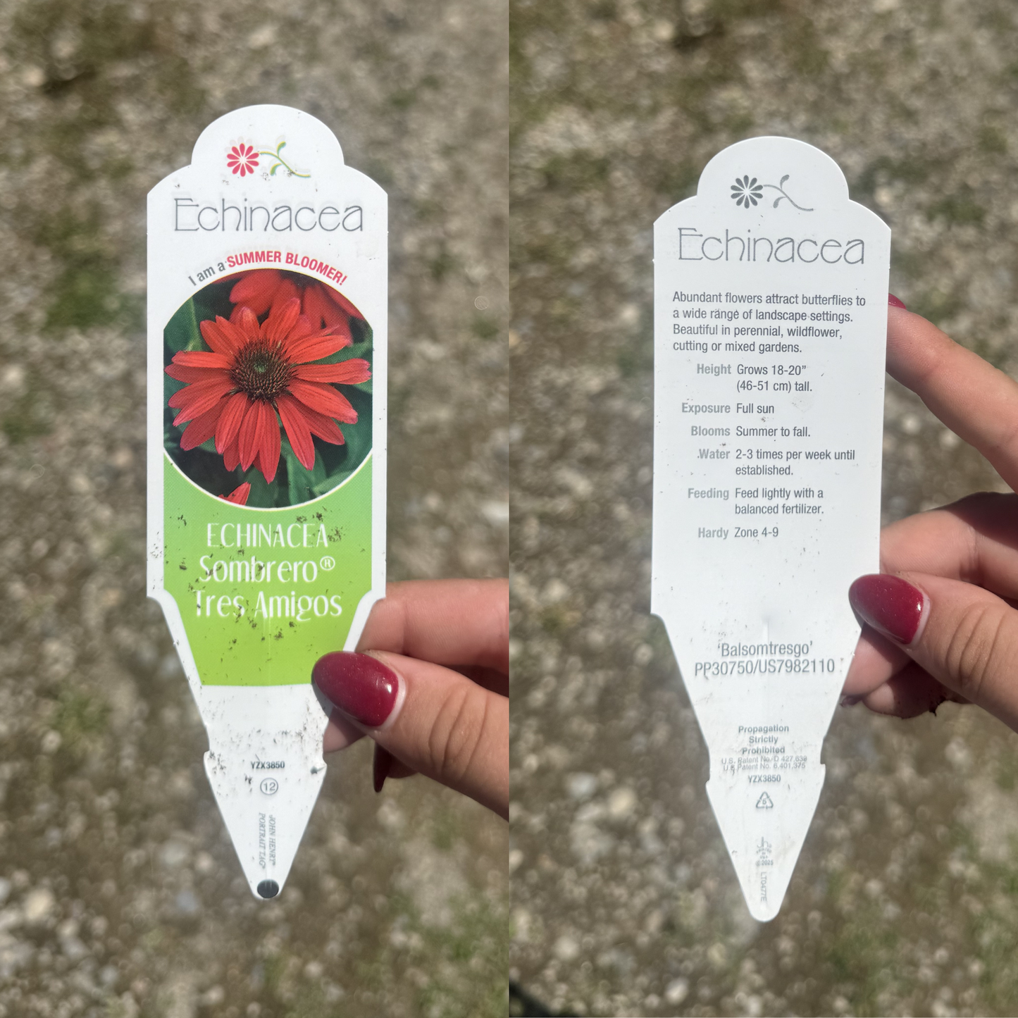 Echinacea 'Sombrero Tres Amigos'