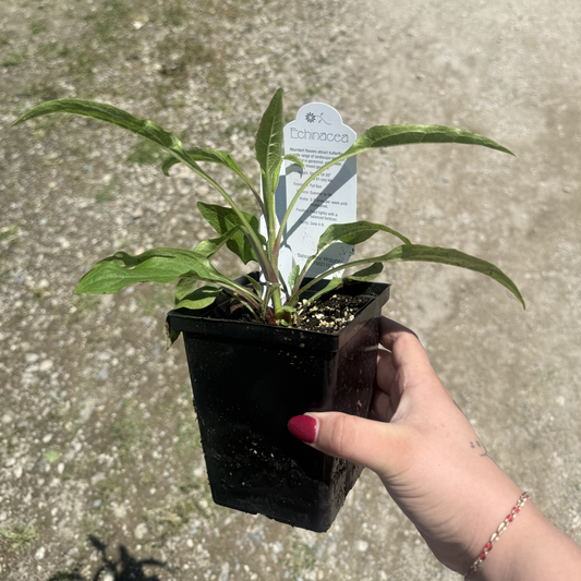 Echinacea 'Sombrero Sangrita'