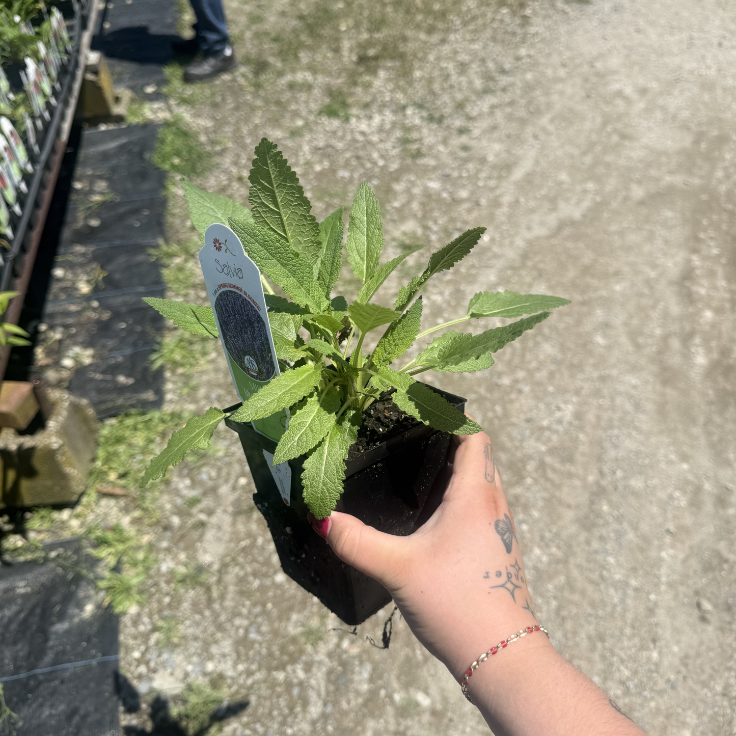 Salvia nemorosa 'Blue By You'