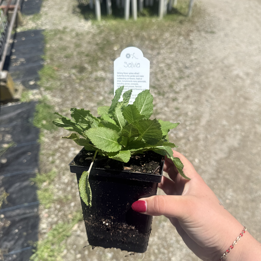 Salvia nemorosa 'Rose Marvel'