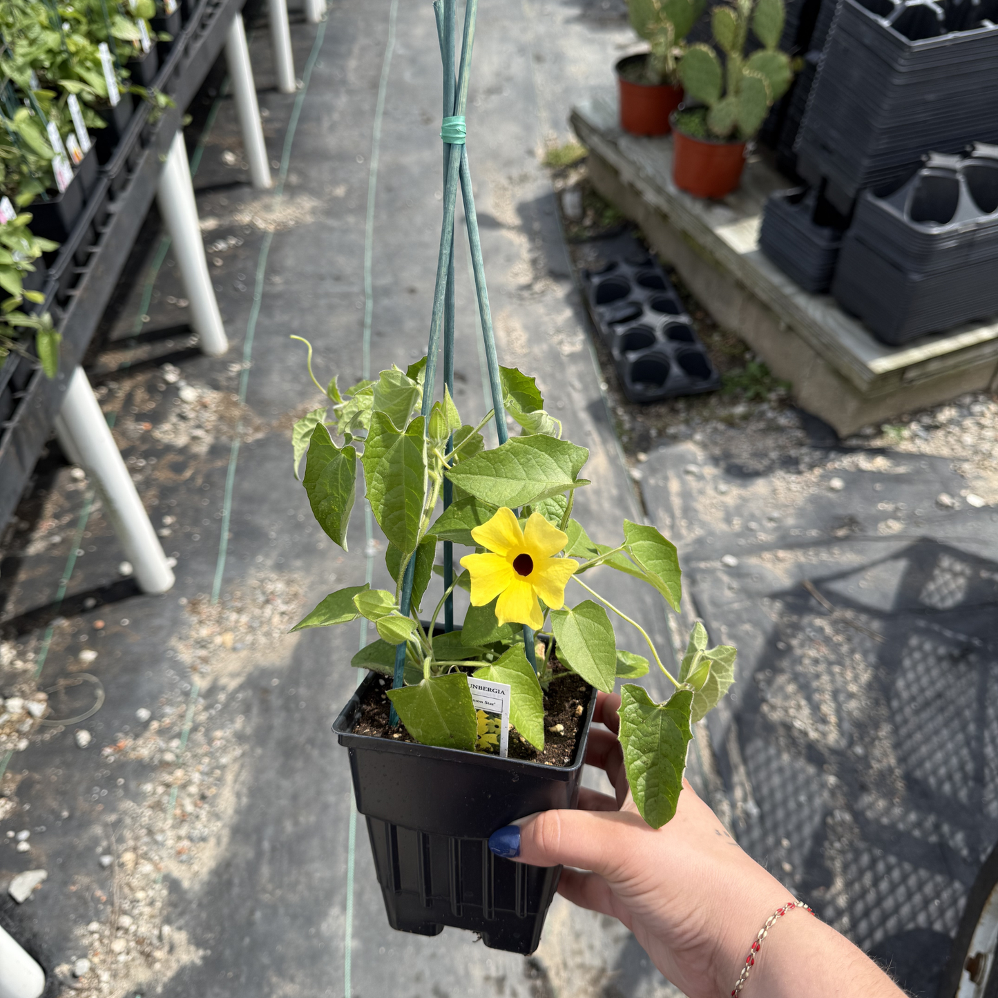 Thunbergia 'Lemon Star'