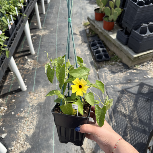 Thunbergia 'Lemon Star'
