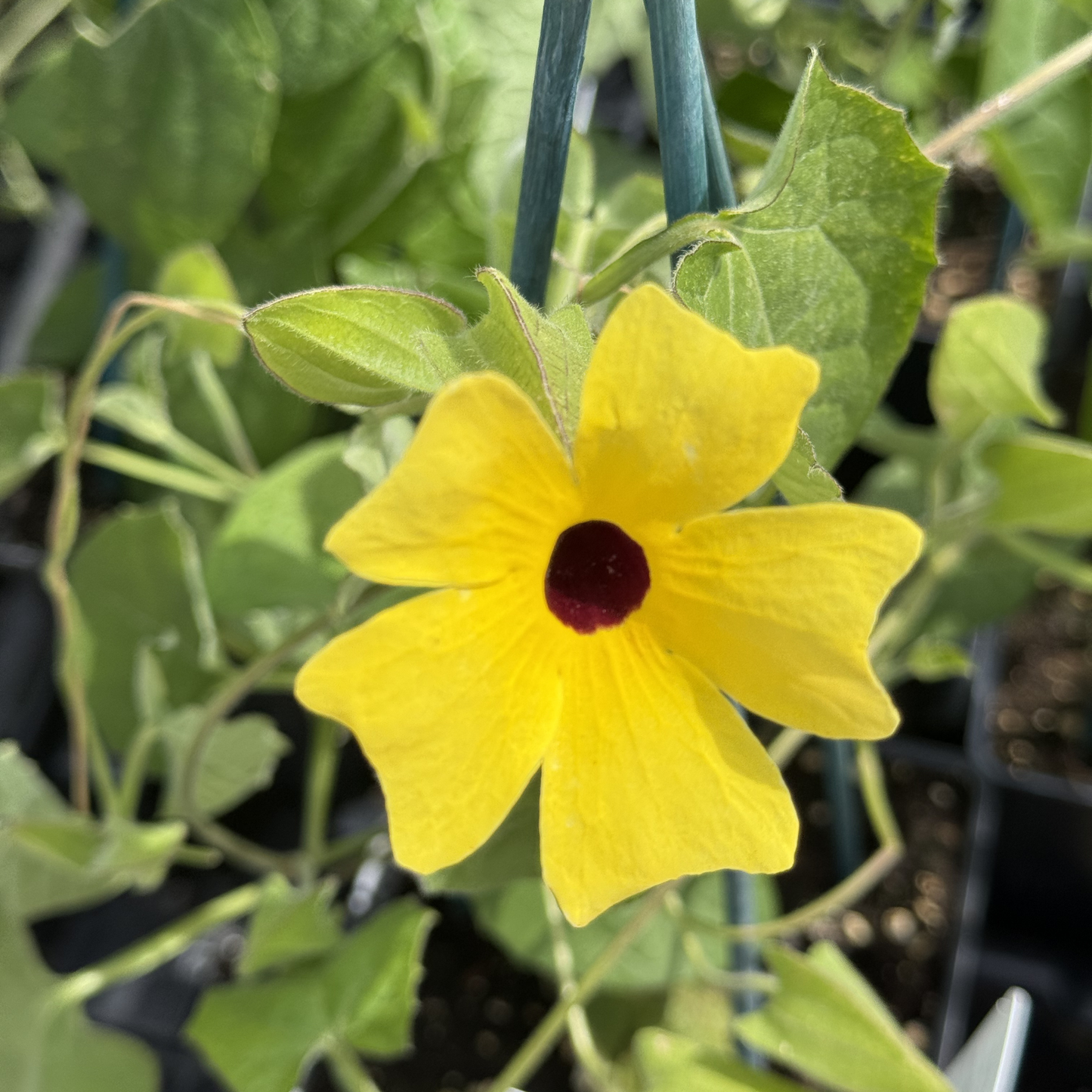 Thunbergia 'Lemon Star'