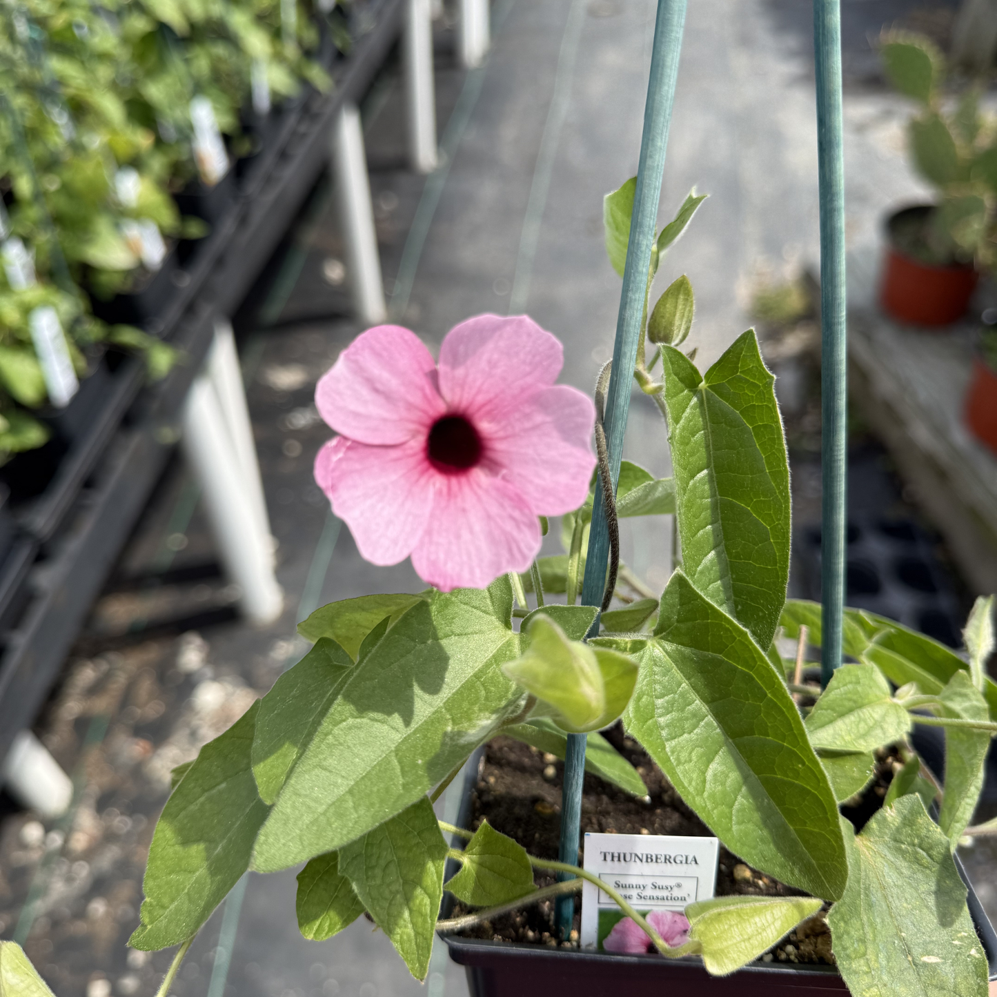 Thunbergia 'Sunny Rose Sensation'