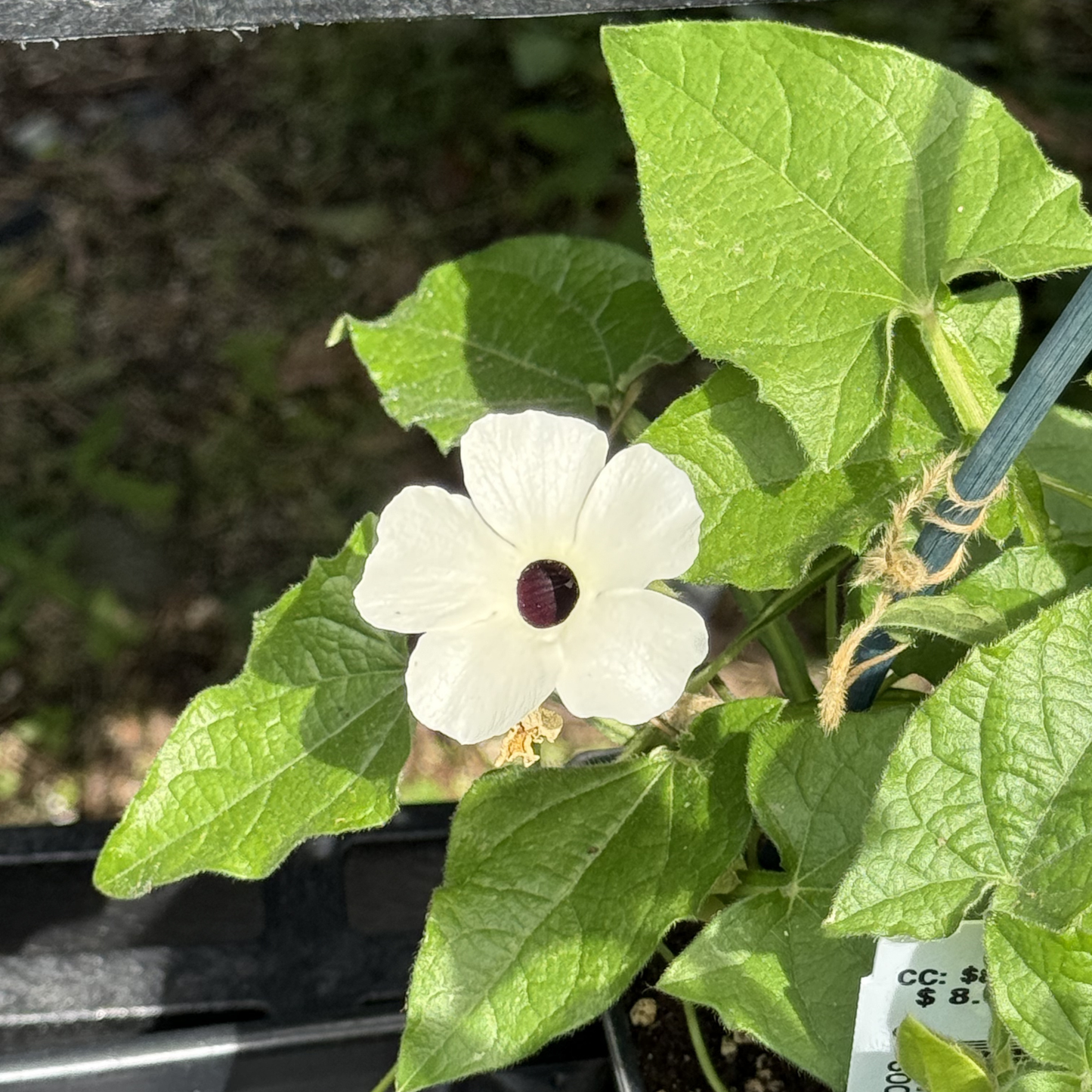 Thunbergia 'The Big White'