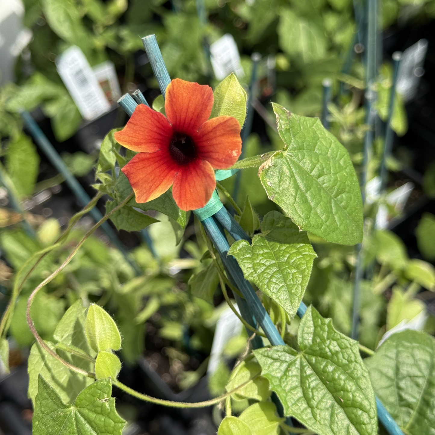 Thunbergia 'Sunny Susy Amber Stripes'