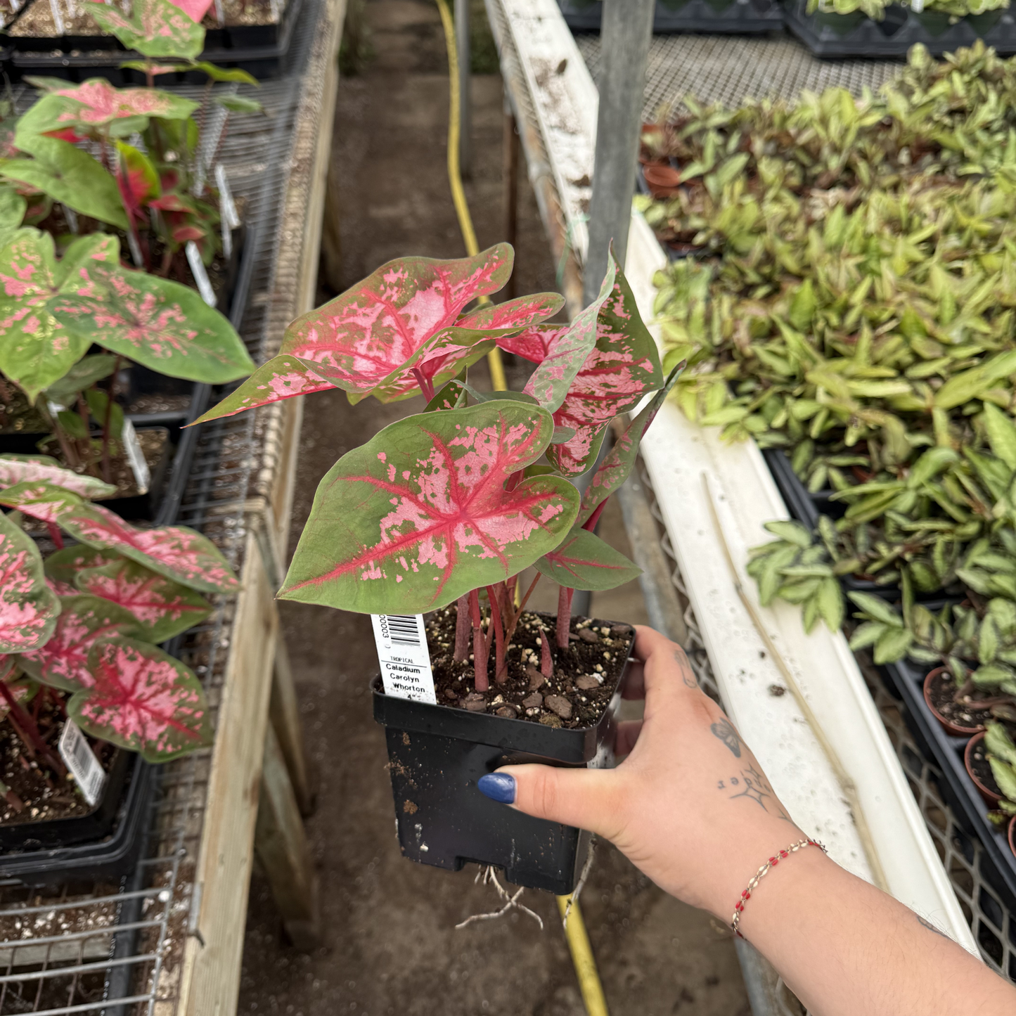 Caladium 'Carolyn Whorton'