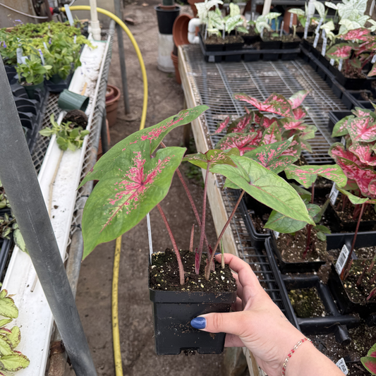 Caladium 'Fire Chief'
