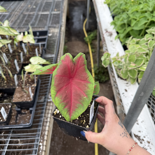 Caladium 'Freida Hemple'