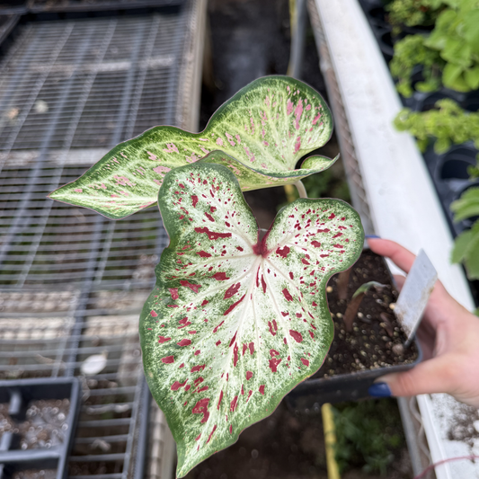Caladium 'Dwarf Gingerland'