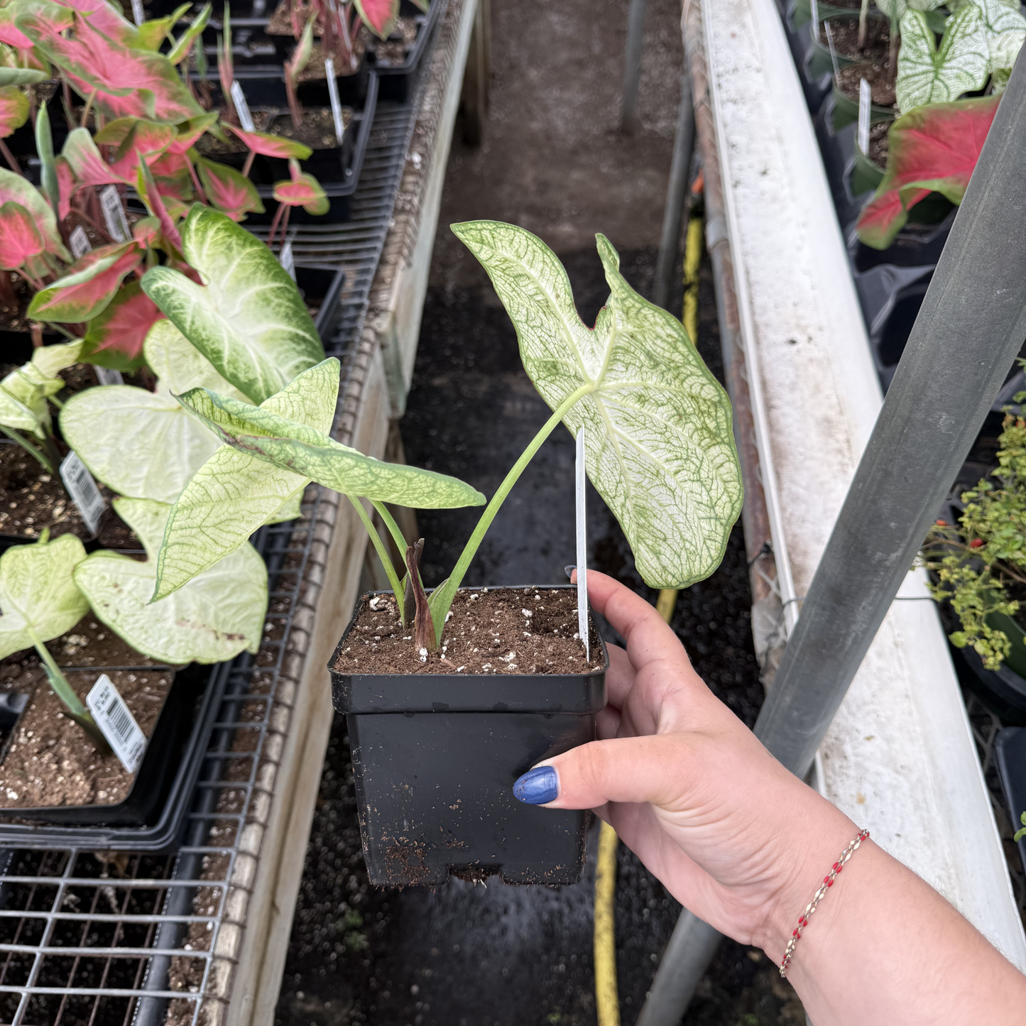 Caladium 'June Bride'