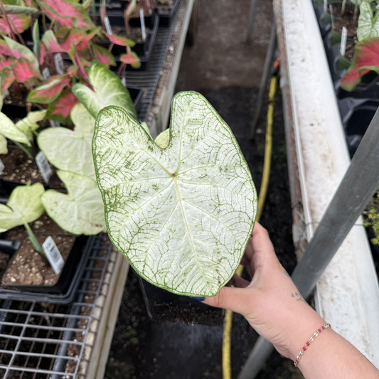 Caladium 'June Bride'
