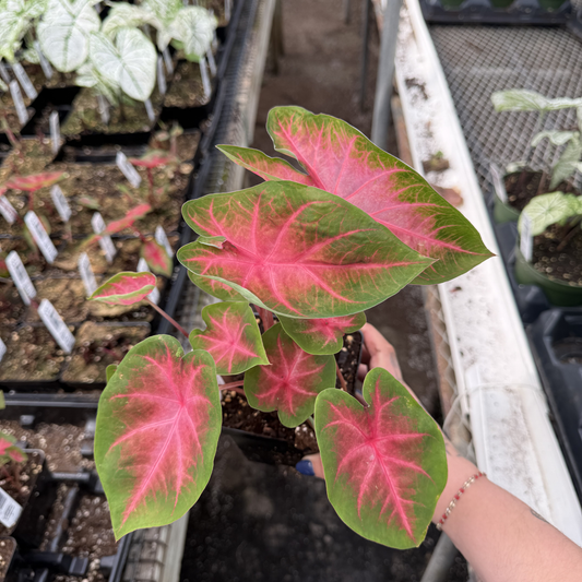Caladium 'Kathleen'
