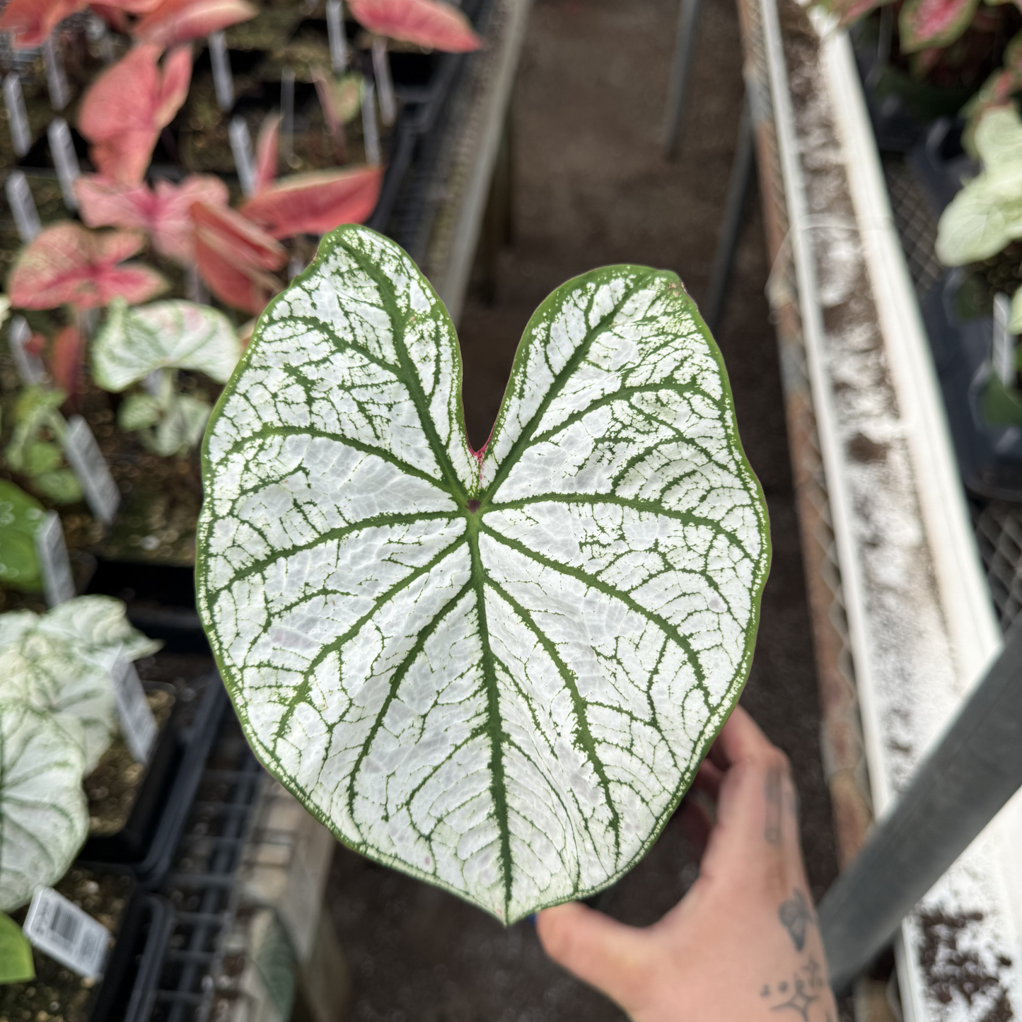 Caladium 'White Christmas'