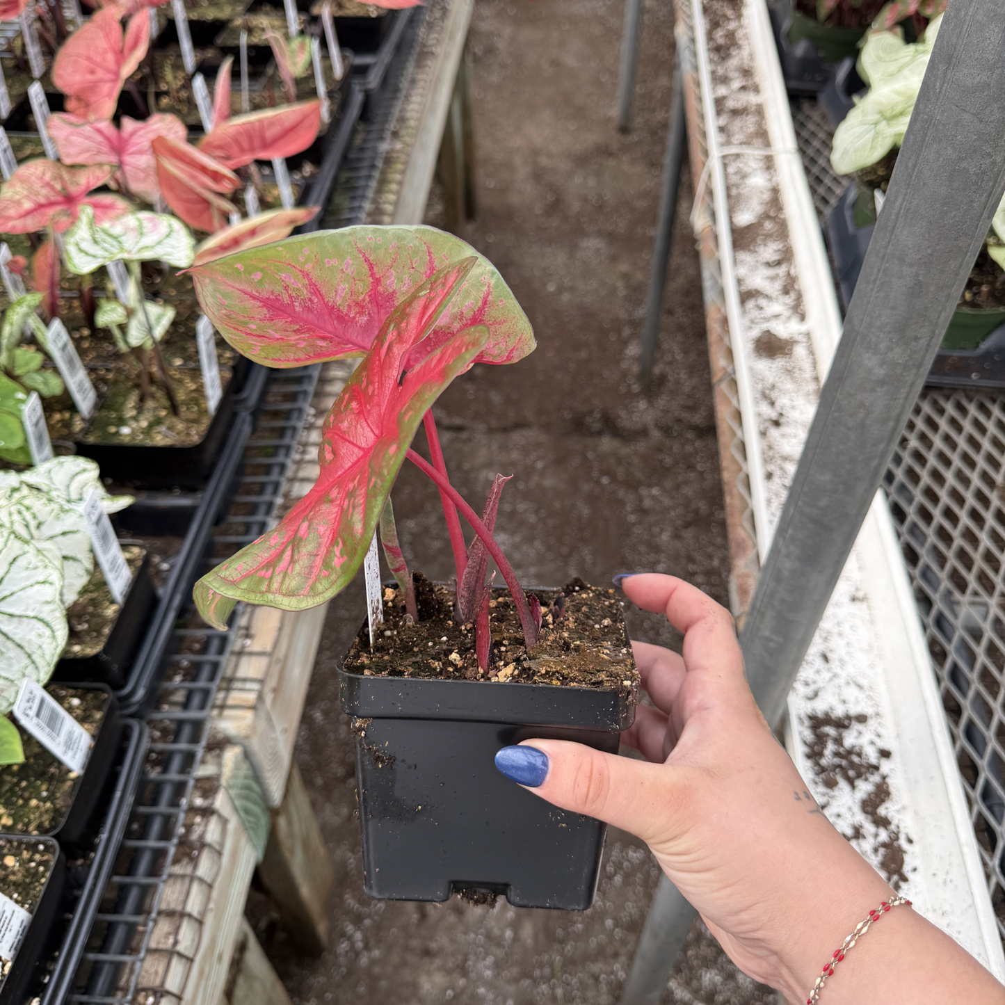 Caladium 'Red Flash'