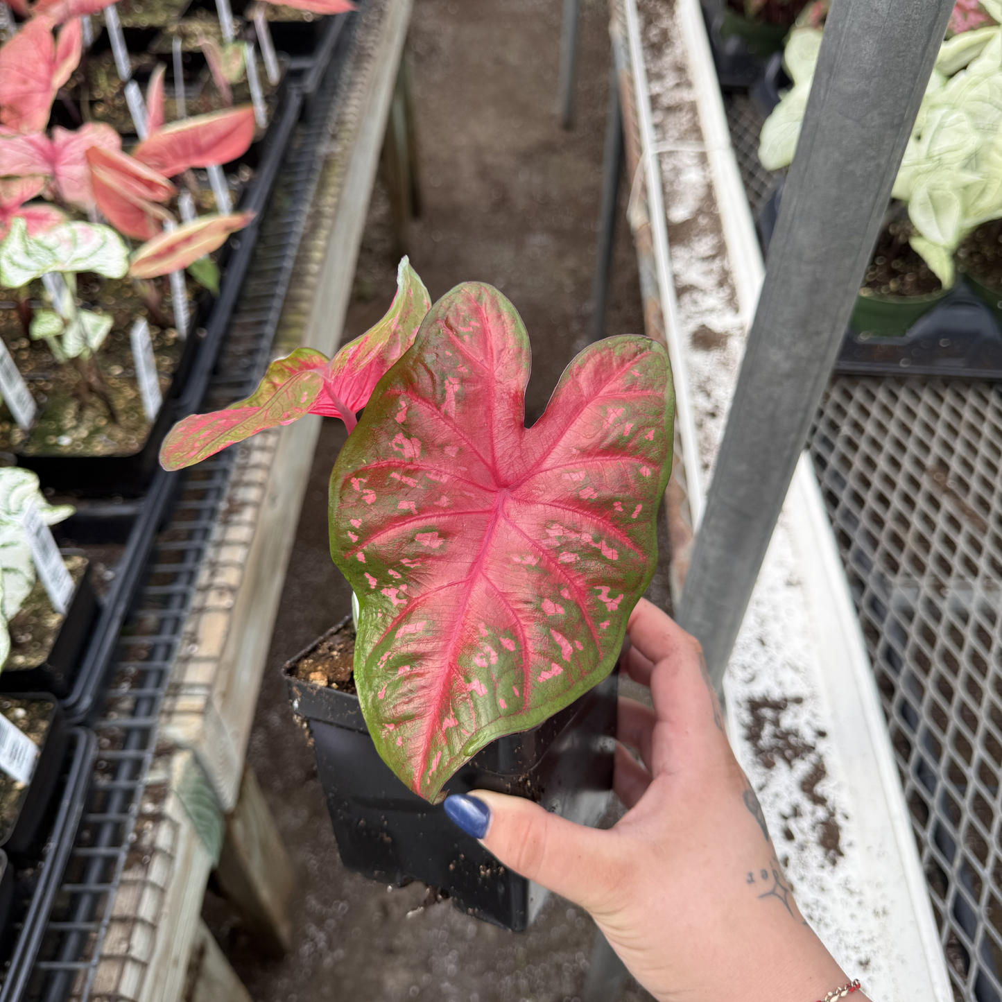 Caladium 'Red Flash'