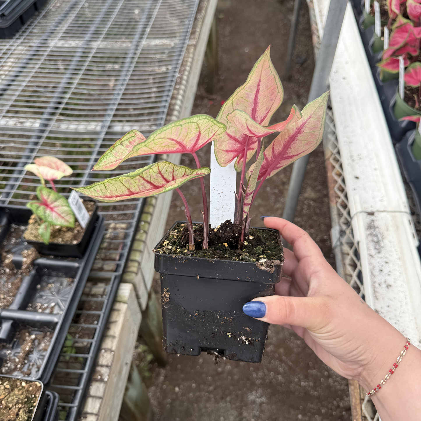 Caladium 'White Queen'