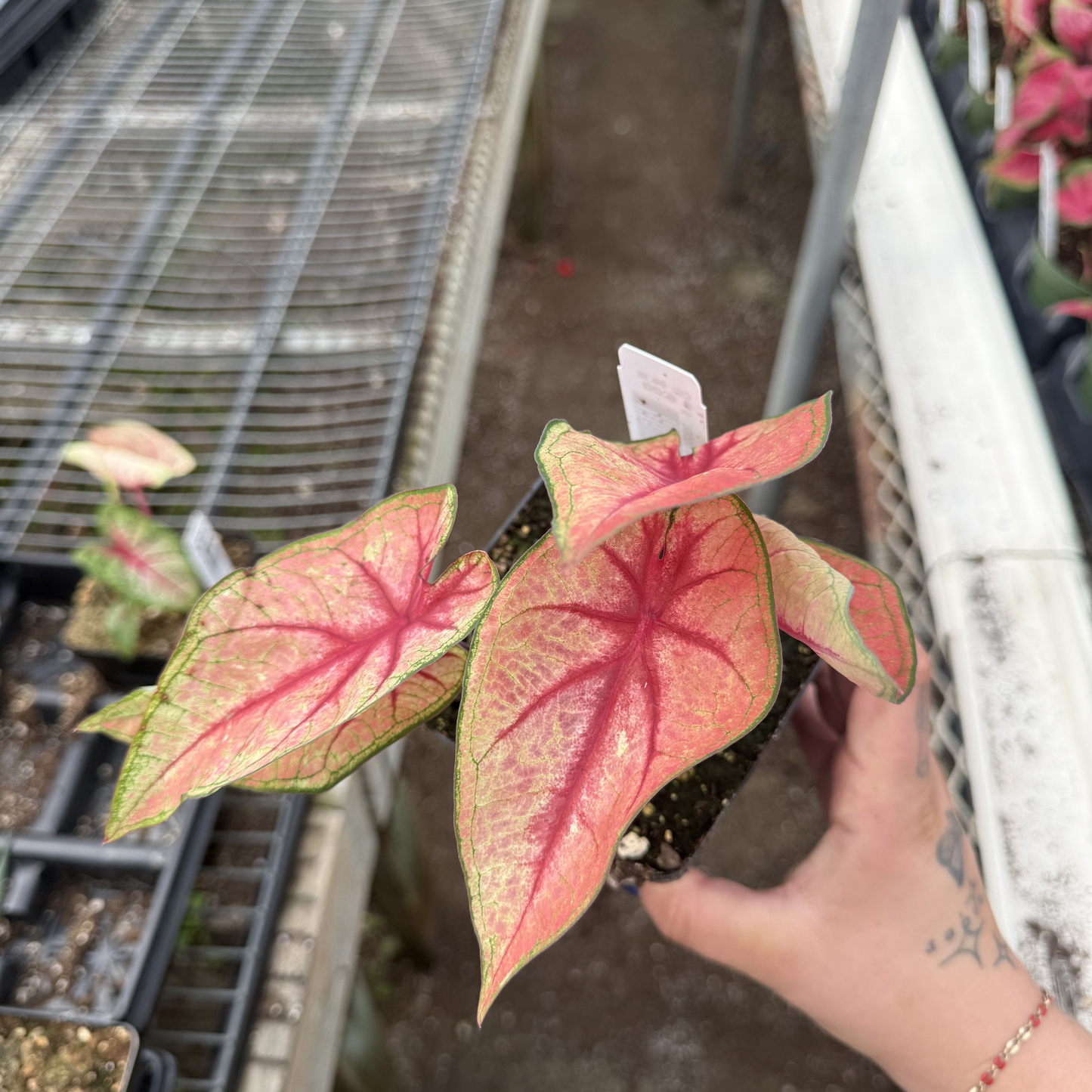 Caladium 'White Queen'