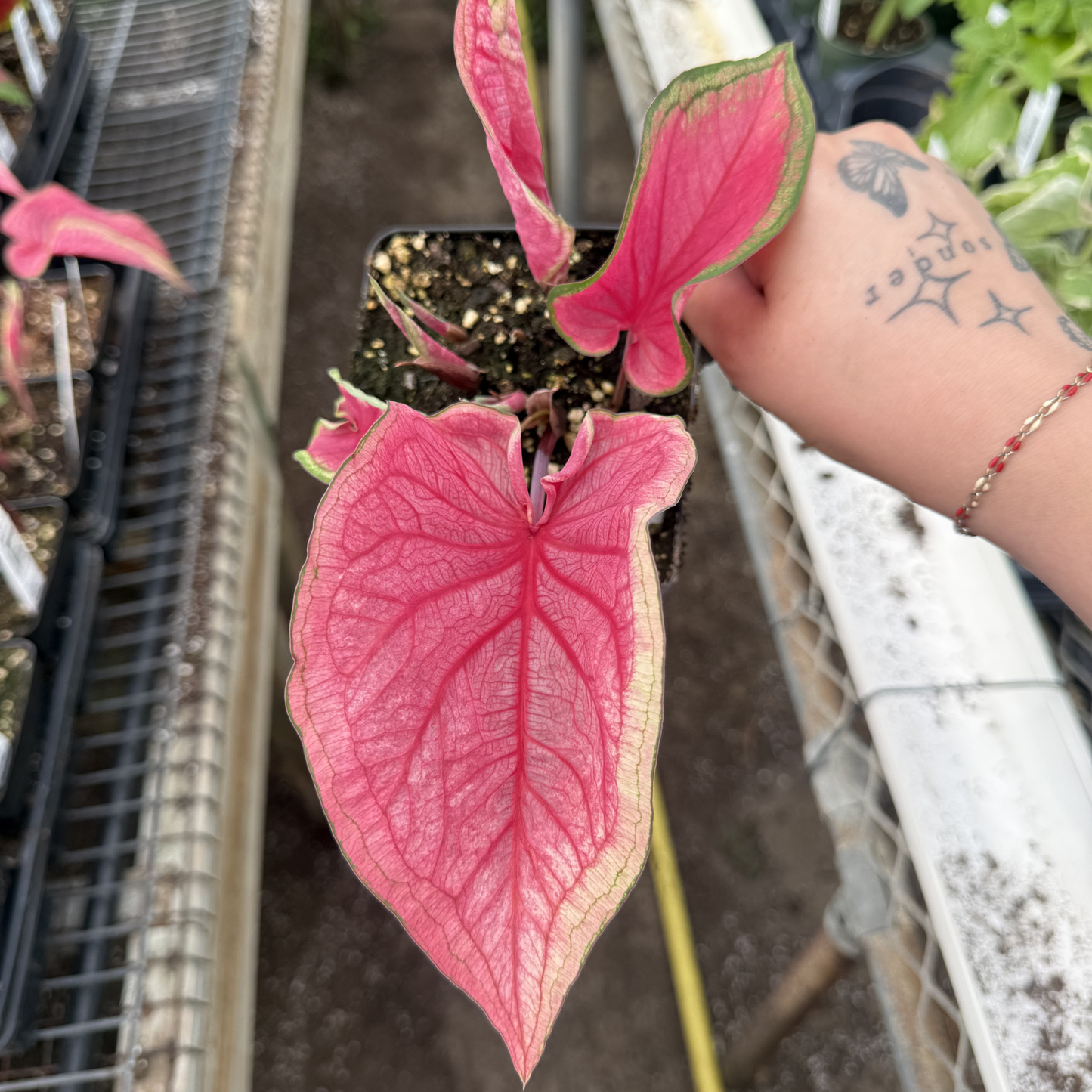 Caladium 'Florida Sweetheart'