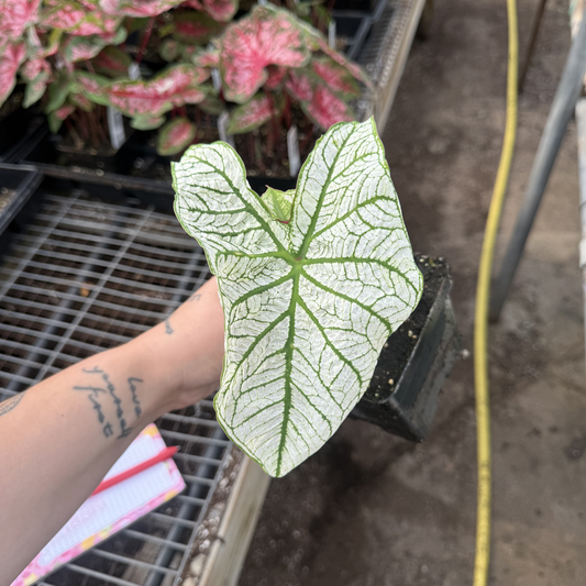 Caladium 'Dwarf Candidum Jr.'