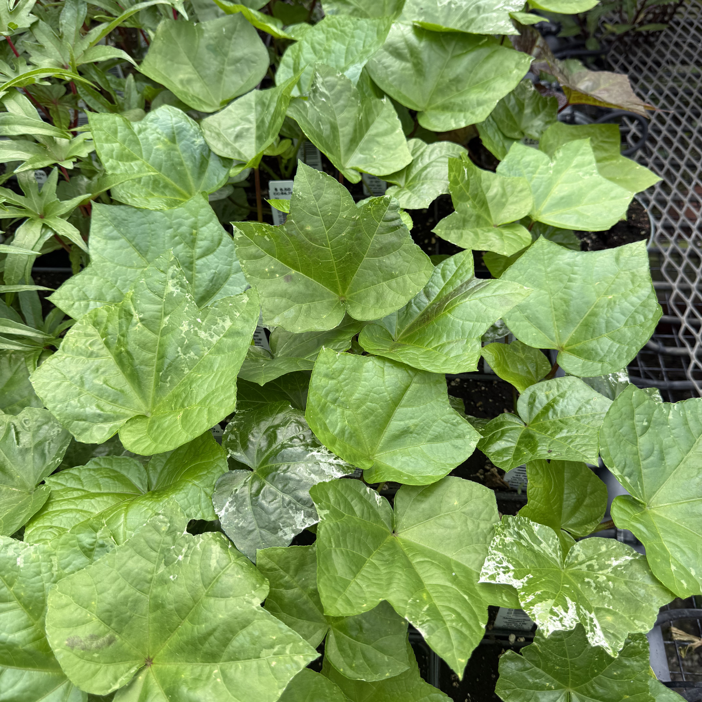 Abelmoschus manihot 'Auntie Lilli's'