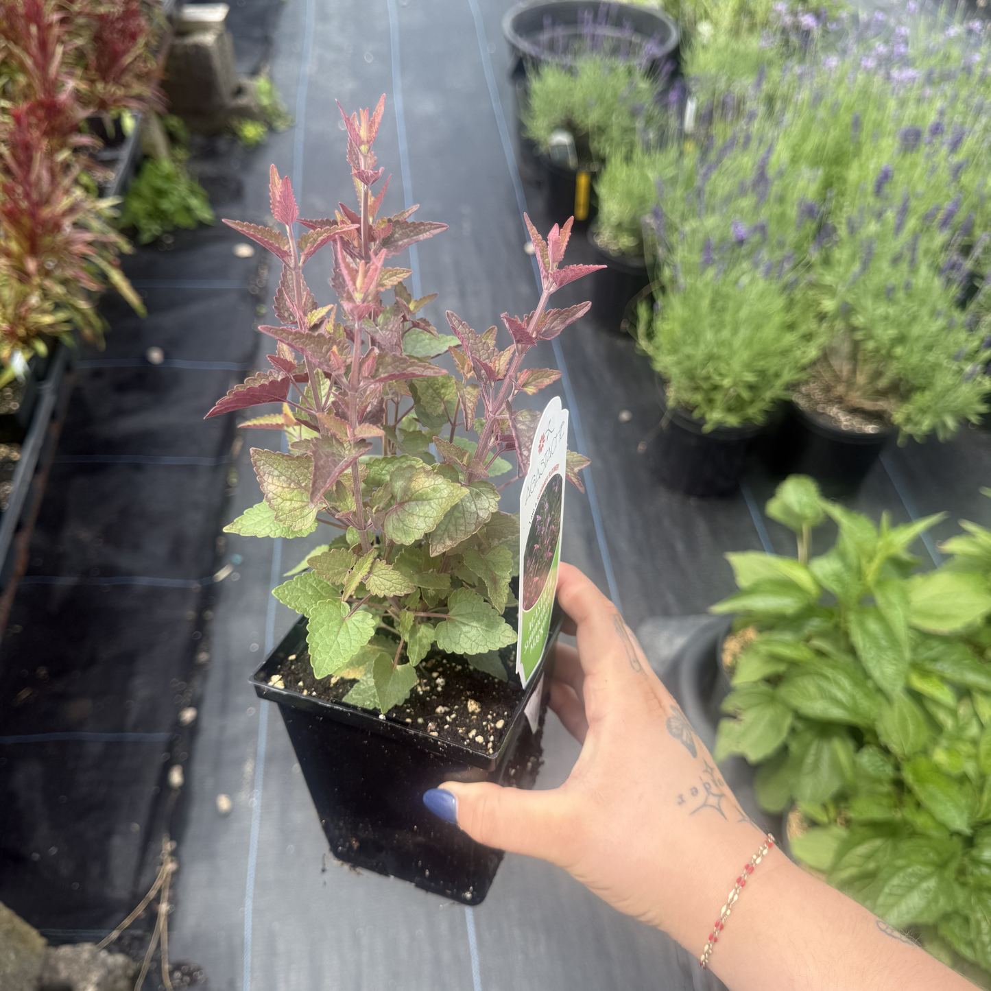 Agastache mexicana 'Summerlong Magenta'