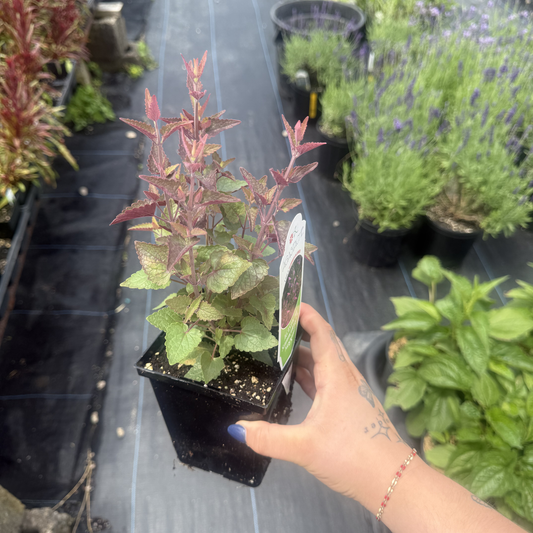 Agastache mexicana 'Summerlong Magenta'