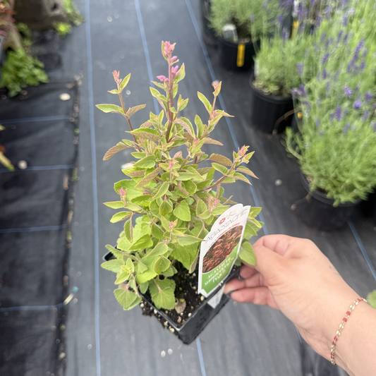 Agastache mexicana 'Summerlong Peach'