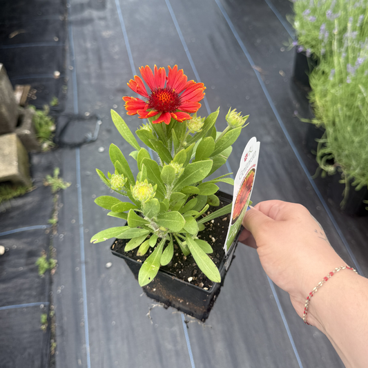 Gaillardia grandiflora 'Spintop Yellow Touch'