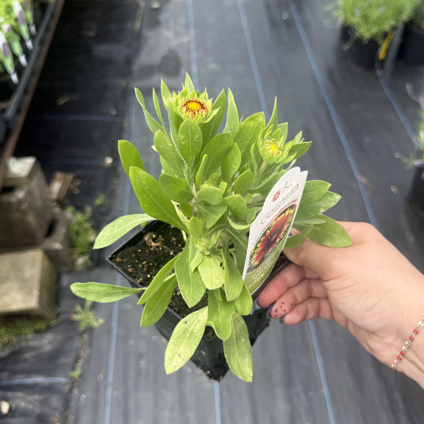 Gaillardia grandiflora 'SpinTop Orange Halo'