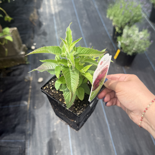 Monarda didyma 'Balmy Purple'