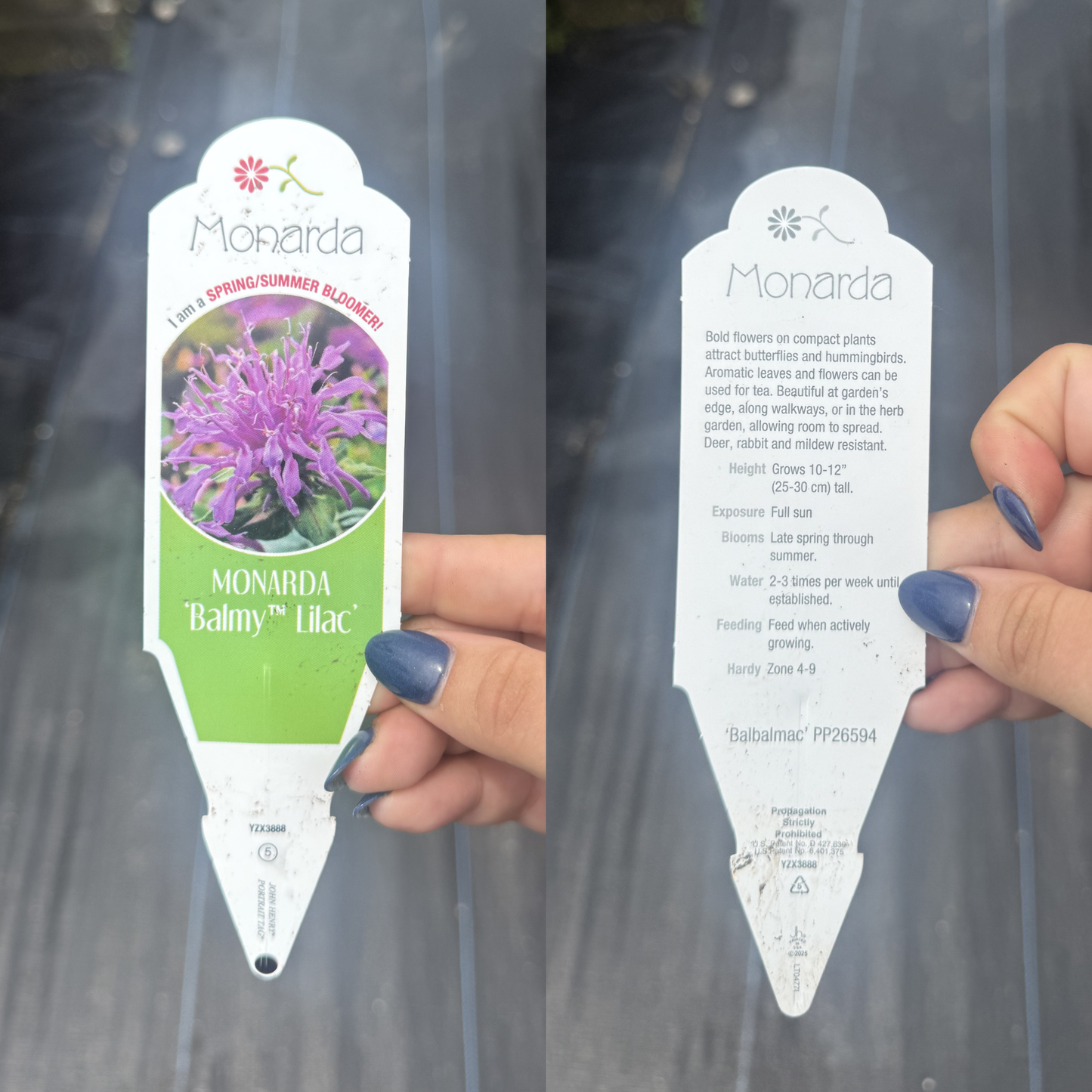 Monarda didyma 'Balmy Lilac'