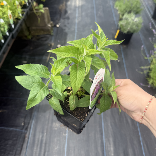 Monarda didyma 'Balmy Lilac'