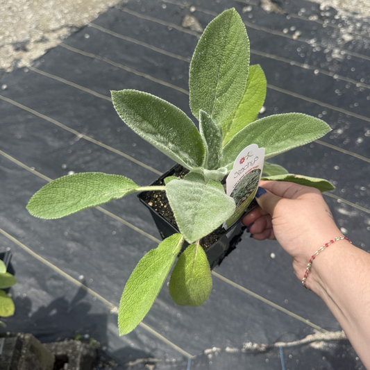 Stachys byzantina 'Helene von Stein'
